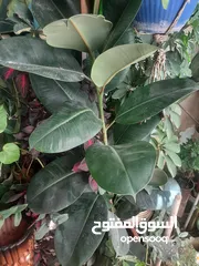  22 زريعه زينه للبيع