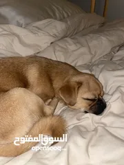  5 كلب بق (Pug) للبيع الرياض 2500