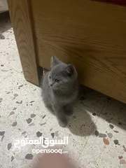  2 قطط منزلية جميلة للبيع – نظيفة وصحية Turkish Angora