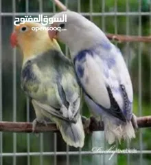  6 كوكتيل وحب وجنة و جولدن فينش وكنار وطفرات الفيشر باربلو وعندليب وكراون بلو ونابليون