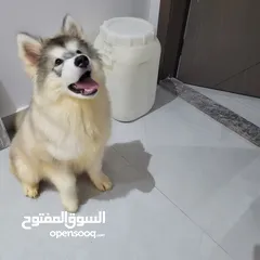  2 مالموت 7 شهور