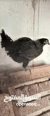  2 فرخات  بلدي فيومي