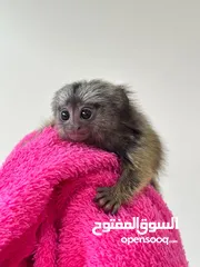  1 قرد مارموسيت صغير مدرب في المنزل