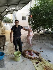  2 لحام جزار متنقل لذبح جميع انواع الاضاحي سارع بلحجز