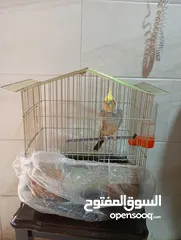  1 ببغاء كوكتيل