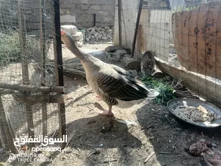  3 بط عراقي للبيع مع ديك عربي