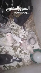  1 حمام بلدي وفيه جوز او جوزين مش بلدي البيع كوم وفيه اكم حبة صغار