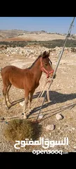  1 مهر العمر ثلاث شهور 20   يوم