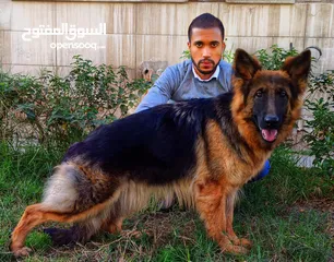  15 SPECIAL PROFESSIONAL DOG TRAINER