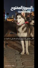  5 هاسكي ذكر وانثى سعر شييييل Alaskan dog