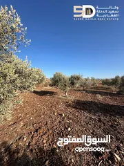  11 نمر_أراضي_زيتون  مثمرة ومعمّرة في أرقى مواقع دير غزالة  جنين
