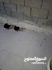  1 حمام نوري اسود جوز بصلاه على النبي تحتهم بيض قرب يفقس