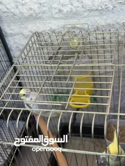  8 كوكتيل + درة