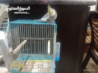  2 ببغاء كوكتيل اليف السعر 20مع القفص