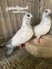  1 جوز ذبابنا زرق للبيع شغالات