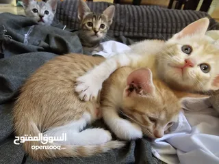  4 قطه ام مع 4ابناء للتبني