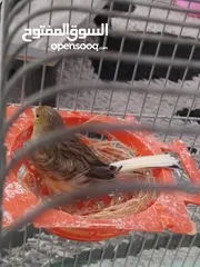  1 جوز كنار ه