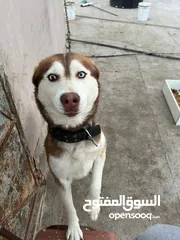  2 كلب هاسكي اشقر العمر 10 اشهر للبيع