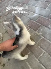  4 كلبة هاسكي
