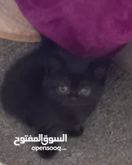  4 اربع قطط للبيع