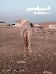  1 ناقه حايل ام رابع للبدل على ناقه خلفه طيبه ب الحليب