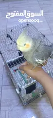  6 طير كوكتيل للبيع أليف ذكر     يصفر بصوت هادئ وليس  مزعج ويلحن أليف يأتي مع قفصه