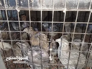  8 متاح فري لدبح او للترباي سعر  حرق حرق بسعر دينار للزوج الكمية محدودة التسليم   جسر ماركا شنلر