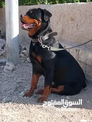  1 للبيع انثى روت وايلر مستواها اكثير بجنن