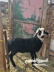  1 للبيع كبش عمره 4 شهور