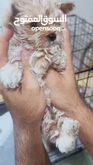  16 Available   maltipoo