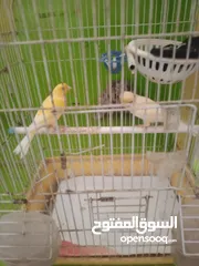  1 طيور للبيع