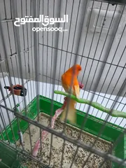  1 فحل كنار احمر