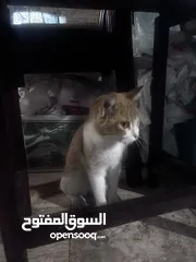  1 Cat for adoption