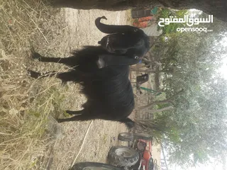  2 عنزه شاميه لحم وحليب
