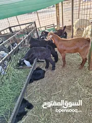  23 للبيع طليان ورخال حرية وتيوس وجفار عواض للمناسبات