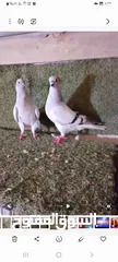  1 متاح جوزين شغالات