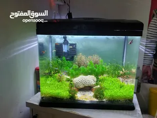  1 Planted Aquarium