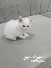 1 قطه شيرازي للبيع عمر شهرين