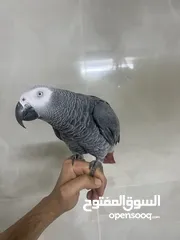  2 ببغاء كاسكو متكلم و أليف  دبل جامبو