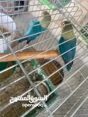  6 جواز روز وفشر عدد 10