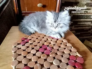  5 قطط شيراز للبيع