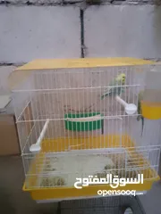  3 جوز رنبو اخضر تحتهم بيضتين تواصل على الواتس اب