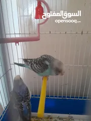  4 ثلاث عصافير بادجي (حب) للبيع