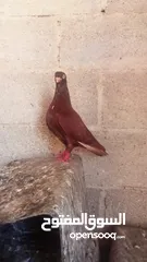  1 كوم حمام للبيع العدد 12 طير
