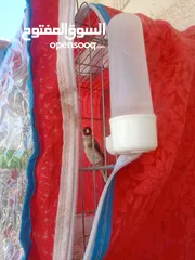  8 متاح حساسين  اربع فحول وخمس طواير  و   كنار طيره صريره حسون