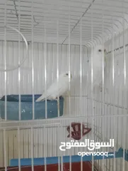  9 جوز حب ابيض البينو