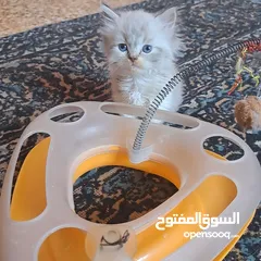 5 تواصل واتساب " قطط بيرشن وهملايا "