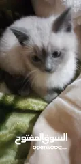  8 قطط سيامي بسعر معقول