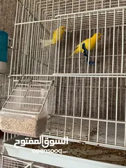  5 جوز كنار شغالات ميه بالميه