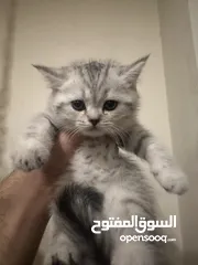  9 سكوتش فولد وستريت